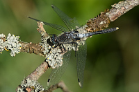 g2204. V�ka b�lo�st� (Leucorrhinia albifrons)