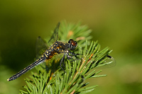 g2339. V�ka b�lo�st� (Leucorrhinia albifrons)