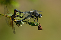 g2398. V�ka b�lo�st� (Leucorrhinia albifrons)