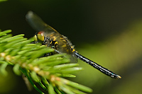 g2441. Vážka běloústá (Leucorrhinia albifrons)