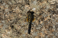 g2509. V�ka b�lo�st� (Leucorrhinia albifrons)