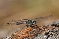 g2542. V�ka b�lo�st� (Leucorrhinia albifrons)