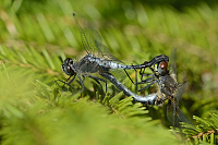g2554. V�ka b�lo�st� (Leucorrhinia albifrons)