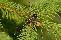 g2562. V�ka b�lo�st� (Leucorrhinia albifrons)