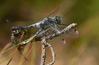 g2609. V�ka b�lo�st� (Leucorrhinia albifrons)