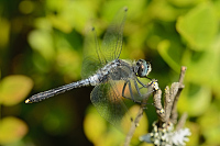 g2656. V�ka b�lo�st� (Leucorrhinia albifrons)