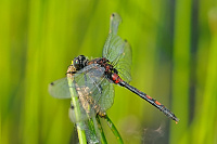 	A5704	 Vka rkovan (Leucorrhinia dubia)
