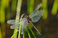 	A5706	 Vka rkovan (Leucorrhinia dubia)