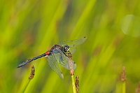	A5747	 Vka rkovan (Leucorrhinia dubia)