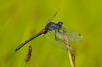 Vka rkovan (Leucorrhinia dubia)