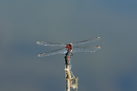 B2914 Vka rkovan (Leucorrhinia dubia)