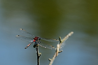 B2922 Vka rkovan (Leucorrhinia dubia)