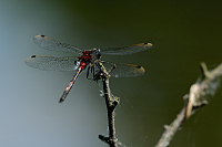 B2931 Vka rkovan (Leucorrhinia dubia)