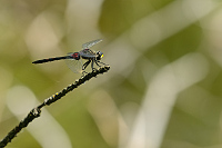 B2935 Vka rkovan (Leucorrhinia dubia)