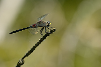 B2942 Vka rkovan (Leucorrhinia dubia)