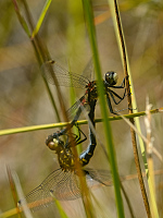 B3643 Vka rkovan (Leucorrhinia dubia)
