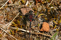 B3915 Vka rkovan (Leucorrhinia dubia)