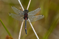B3953 Vka rkovan (Leucorrhinia dubia)