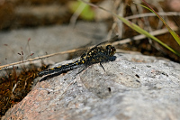 B4258 Vka rkovan (Leucorrhinia dubia)