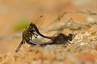 c0595. Vka rkovan (Leucorrhinia dubia)