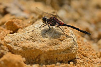 c0687. Vka rkovan (Leucorrhinia dubia)