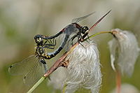 c6254. Vka rkovan (Leucorrhinia dubia)