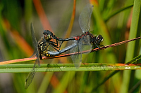 c6269. Vka rkovan (Leucorrhinia dubia)