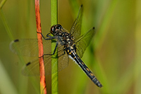 c6284. Vka rkovan (Leucorrhinia dubia)