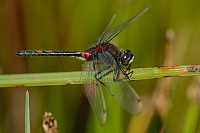c6301. Vka rkovan (Leucorrhinia dubia)