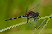 c6318. Vka rkovan (Leucorrhinia dubia)