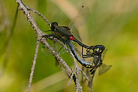 c6325. Vka rkovan (Leucorrhinia dubia)