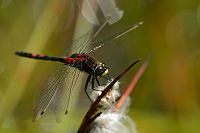 c6544. Vka rkovan (Leucorrhinia dubia)