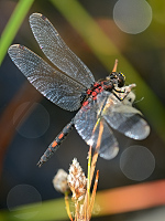 c6555. Vka rkovan (Leucorrhinia dubia)