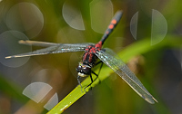 c6614. Vka rkovan (Leucorrhinia dubia)