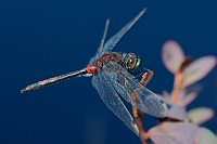 e3390. Vka rkovan (Leucorrhinia dubia)