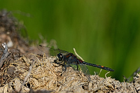 f2866. Vka rkovan (Leucorrhinia dubia)
