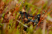 f2891. Vka rkovan (Leucorrhinia dubia)