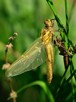 	A0153	 Vka ernoitn (Orthetrum cancellatum)