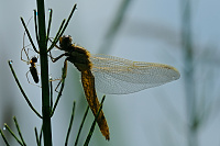 	A0161	 Vka ernoitn (Orthetrum cancellatum)