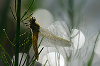 	A0166	 Vka ernoitn (Orthetrum cancellatum)