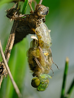 	A0230	 Vka ernoitn (Orthetrum cancellatum)
