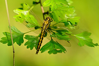 	A0324	 Vka ernoitn (Orthetrum cancellatum)