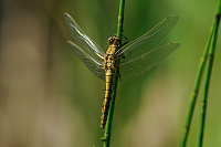 	A0418	 Vka ernoitn (Orthetrum cancellatum)