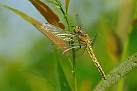 	A1096	 Vka ernoitn (Orthetrum cancellatum)