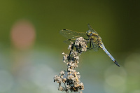 Vážka černořitná (Orthetrum cancellatum)