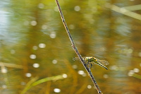 	A1307	 Vka ernoitn (Orthetrum cancellatum)