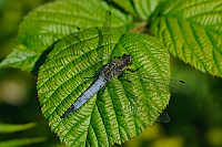 	A1445	 Vka ernoitn (Orthetrum cancellatum)