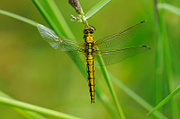 	A1475	 Vka ernoitn (Orthetrum cancellatum)