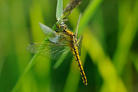 	A1479	 Vka ernoitn (Orthetrum cancellatum)