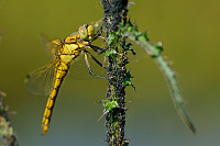 	A1485	 Vka ernoitn (Orthetrum cancellatum)